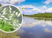 Колаж Телеграфу