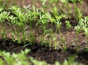 Секрет швидких сходів