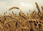 Украина уже поставила в Китай 400 тысяч тонн пшеницы