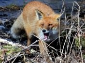 Погибли тысячи дельфинов, но неимоверно расплодились лисы: на Западе оценили, как война повлияла на животных в Украине