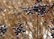 1 февраля - приметы и обряды в Макарьев день