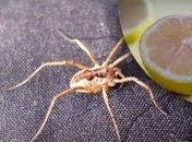 Пауки не любят лимонов