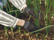 Чем обработать лук перед посадкой