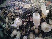 Декілька глибоководних губок