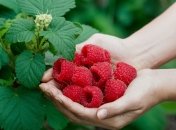 Малину навесні треба правильно підживлювати  (зображення створено за допомогою ШІ)