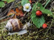 Яке сьогодні свято — Давид Суничник