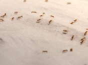 Эти средства от насекомых есть в каждом доме