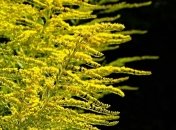 Как бы говорят на одном языке: растения могут предупреждать друг друга об опасности