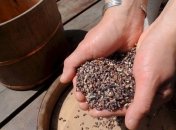 Коричневый рис полезнее белого