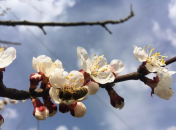 В ближайшие дни в Украине ощутимо потеплеет