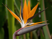 Стрелиция – невероятно красивый, но прихотливый цветок (изображение создано с помощью ИИ)