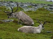 Южным северным оленям предрекли гибель