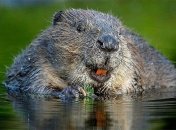 Бобры - за Украину