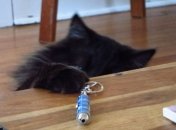 Охота за лазерной указкой наносит кошке психическую травму