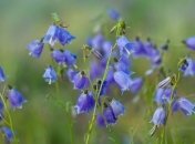 Сорняков становится все больше, а полевых цветов - все меньше 