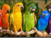 Ученые раскрыли причину высокого интеллекта у птиц