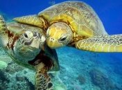 Из-за потепления на Большом барьерном рифе почти не осталось черепах-самцов