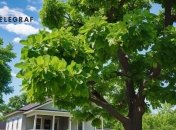 Горіх - не найкраще дерево, щоб посадити його біля дому