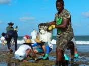 Тисячі добровольців очищали узбережжі Бразилії від нафти (Фото)