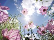 Погода в Украине — какой температуры ждать в июне