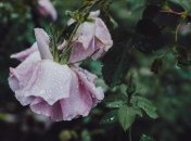 Синоптики прогнозують сильні дощі у неділю в західних областях України