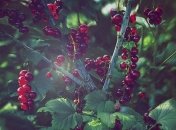 Яке свято 23 травня: народні прикмети і заборони