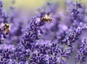 Приметы и обряды на 26 июля - День Гавриила