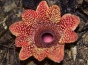 Ученые обнаружили редкий цветок-паразит