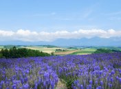 4 июля – какой праздник в Украине и мире сегодня