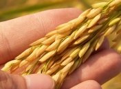 Правительство ожидает большой урожай зерновых в Украине