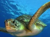 Глобальное потепление может изменить пол суповых черепах