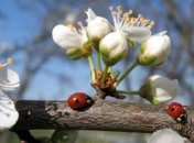 Погода в Украине 28 апреля: солнечно, без осадков