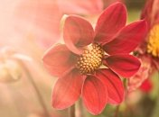 Приметы и обряды на 26 июня - День святой Акулины