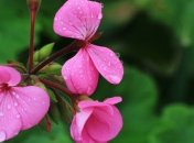 Прогноз погоды в Украине на 25 мая: на западе дожди, местами сильные