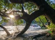 Могут ли деревья спасти нам жизнь?