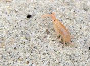 В камчатском заповеднике найдены новые виды животных 