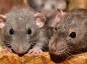 У крыс обнаружены признаки человеческого сознания