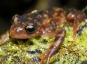 Сотни видов земноводных могут вымереть из-за грибка