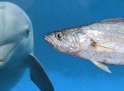 Самая громкая рыба в мире не дает покоя дельфинам