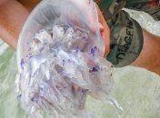 В Кирилловке медуз вылавливают тоннами и вывозят с пляжей грузовиками (видео)