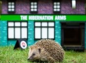 В Лондоне для ежиков делают бары (Видео)