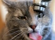 Доказана аккуратность кошек во время питья