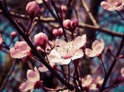 Приметы и обряды на 24 марта – День Антипия, Евфимия