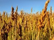 Минагрополитики отчиталось о посеве озимыми зерновыми