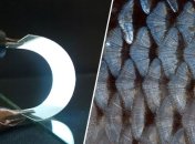 Из рыбьей чешуи созданы компоненты для гаджетов