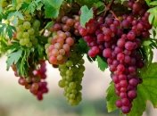 Какими полезными свойствами обладает виноград