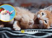 Коты – невероятные создания