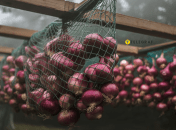 Лук должен храниться в сухом помещении