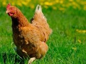 Украинская курятина готовится захватить рынки Европы