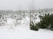 "Конча-Заспа" получила себе еще 6 га леса